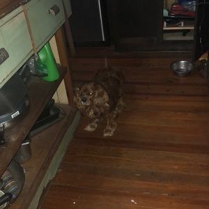 Meet your Posher, Timothy